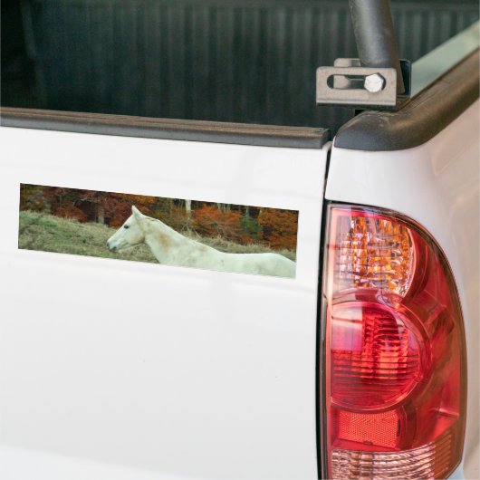 White Cream Horse in an Autumn Field Bumpersticker (Op Truck)