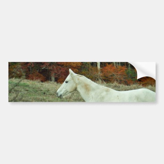 White Cream Horse in an Autumn Field Bumpersticker (Voorkant)