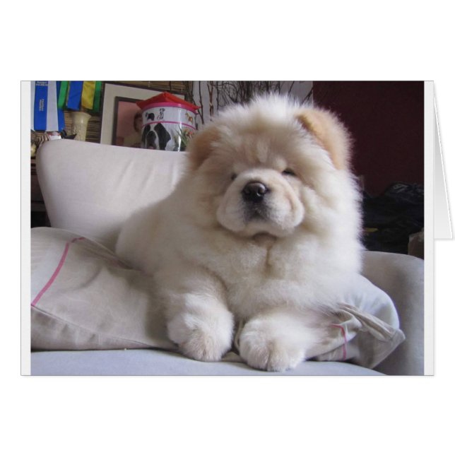 White Cream Puff Chow Chow Puppy (Voorkant Horizontaal)