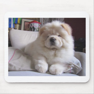 White Cream Puff Chow Chow Puppy Muismat