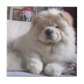 White Cream Puff Chow Chow Puppy Tegeltje (Voorkant)