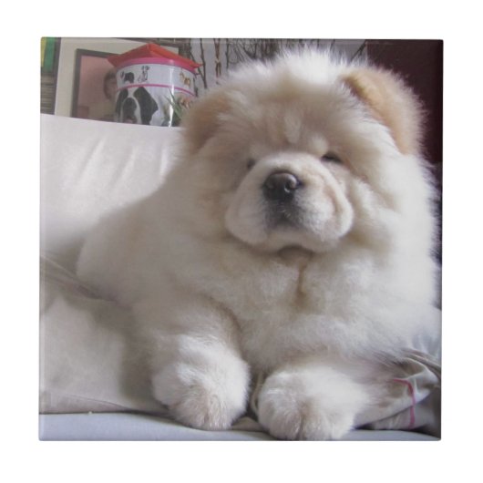 White Cream Puff Chow Chow Puppy Tegeltje (Voorkant)
