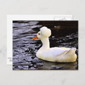 White Crested Duck Briefkaart (Voorkant / Achterkant)