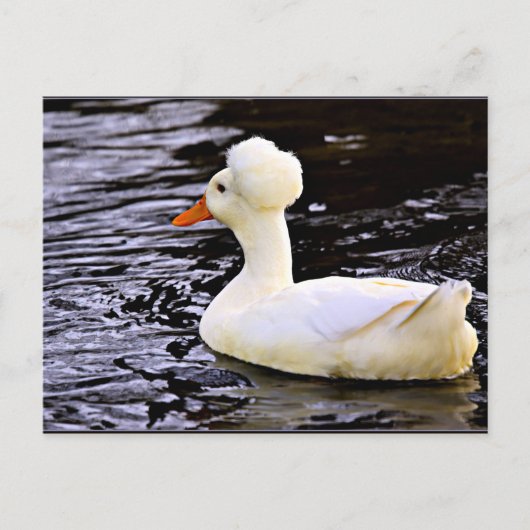 White Crested Duck Briefkaart (Voorkant)