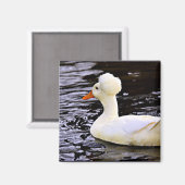 White Crested Duck Magneet (Voorkant / Achterkant)
