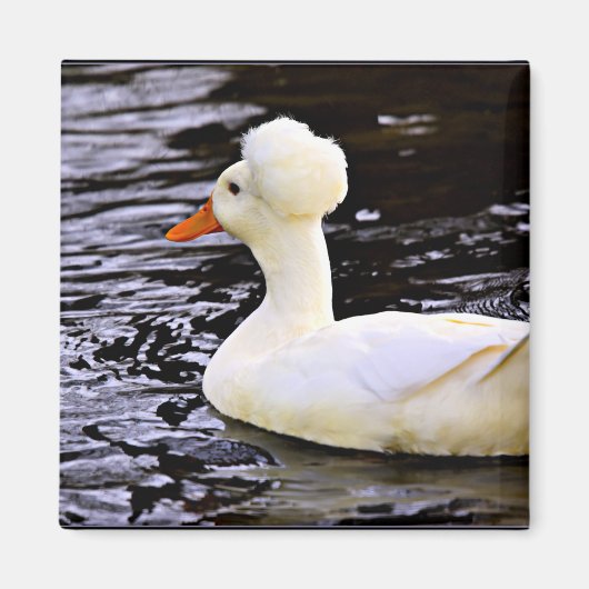 White Crested Duck Magneet (Voorkant)