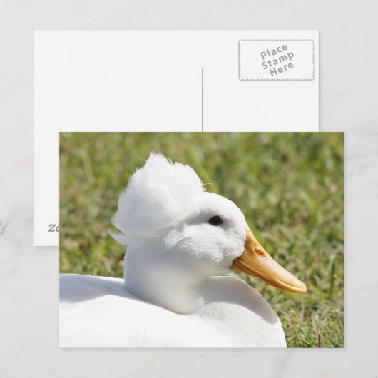 White Crested Duck Photo Briefkaart (Voorkant / Achterkant)