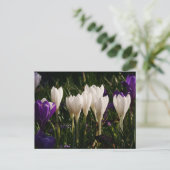 White Crocus Flowers Briefkaart (Staand voorkant)