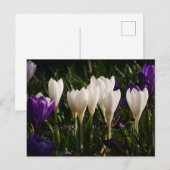 White Crocus Flowers Briefkaart (Voorkant / Achterkant)