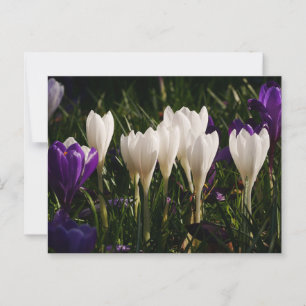 White Crocus Flowers Briefkaart