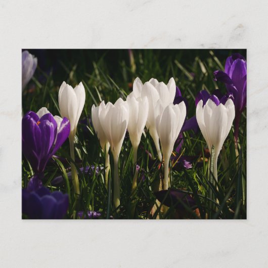 White Crocus Flowers Briefkaart (Voorkant)