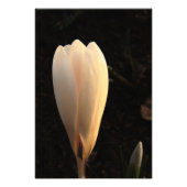 White Crocus on Dark Background Foto Foto Afdruk (Voorkant)