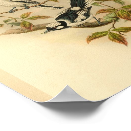 White Crowned Flycatcher Black Bird Print (Hoek)