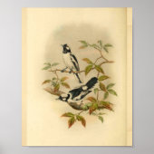 White Crowned Flycatcher Black Bird Print (Voorkant)