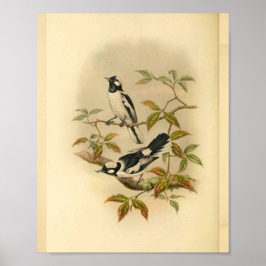 White Crowned Flycatcher Black Bird  Print (Voorkant)