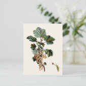 White Currant Briefkaart (Staand voorkant)