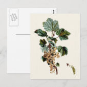 White Currant Briefkaart (Voorkant / Achterkant)