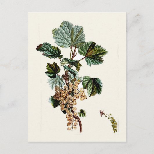 White Currant Briefkaart (Voorkant)