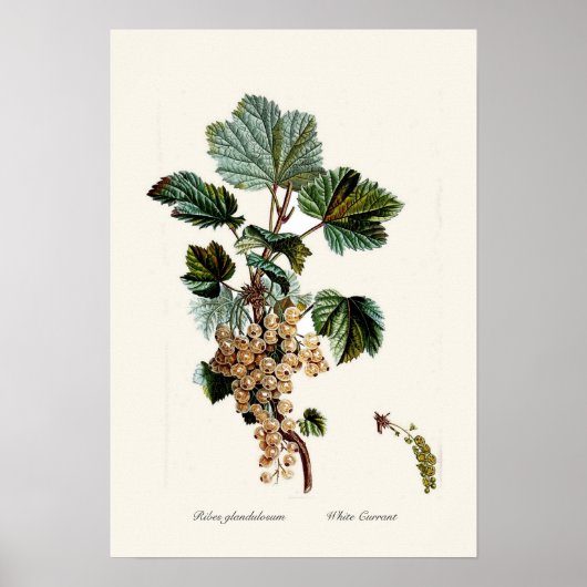White Currant Poster (Voorkant)