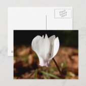 White Cyclamen Briefkaart (Voorkant / Achterkant)