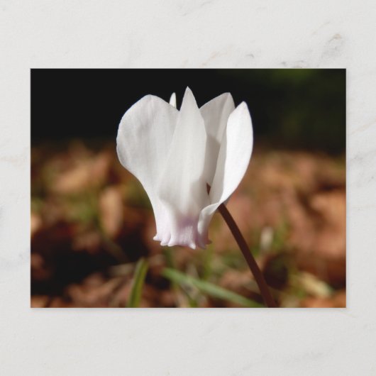 White Cyclamen Briefkaart (Voorkant)