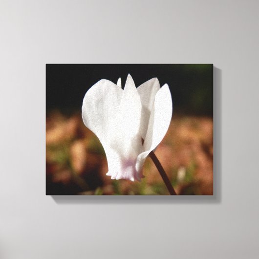 White Cyclamen Canvas Print (Voorkant)