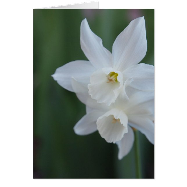White Daffodil (Voorkant)