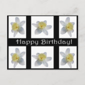 White Daffodil Briefkaart (Voorkant)