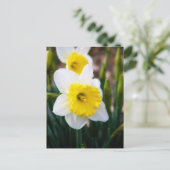White Daffodil Briefkaart (Staand voorkant)