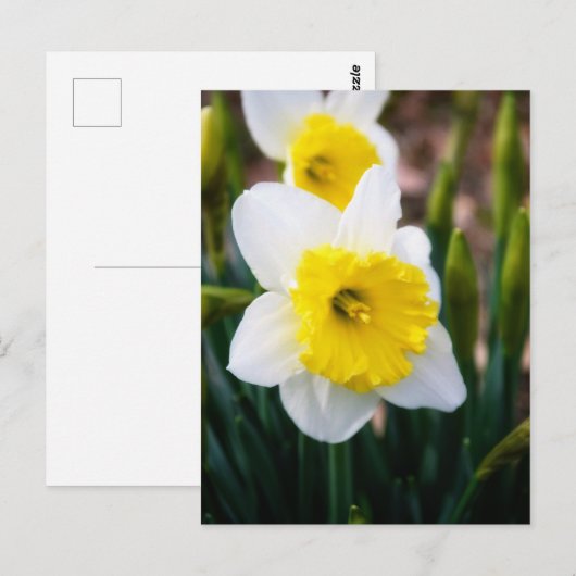 White Daffodil Briefkaart (Voorkant / Achterkant)