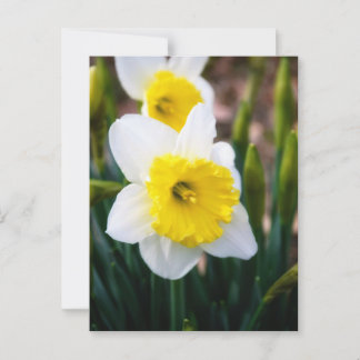 White Daffodil Briefkaart
