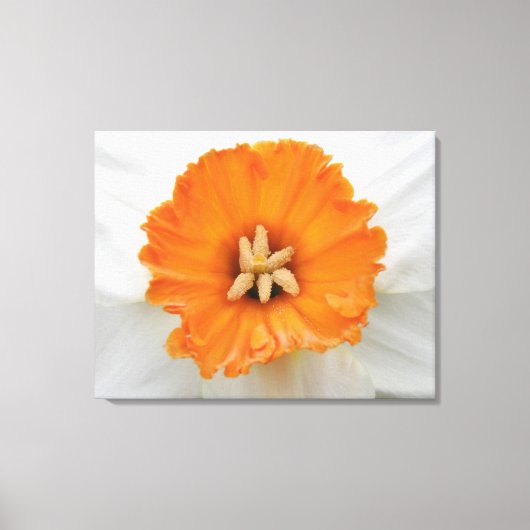 White Daffodil Canvas Print (Voorkant)
