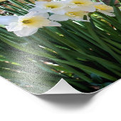 White Daffodil Flowers beroemd gemaakt door Brook  Foto Afdruk (Hoek)