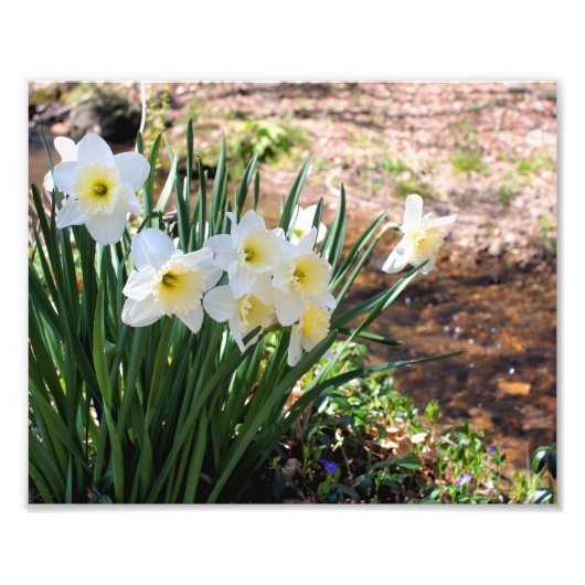 White Daffodil Flowers beroemd gemaakt door Brook  Foto Afdruk (Voorkant)