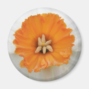 White Daffodil Magnet