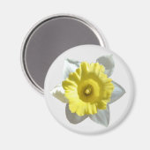 White Daffodil Magnet (Voorkant / Achterkant)