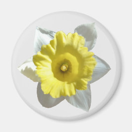 White Daffodil Magnet