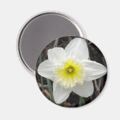 White Daffodil Magnet (Voorkant / Achterkant)