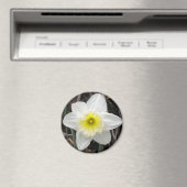 White Daffodil Magnet (Insitu (Vaatwasser))