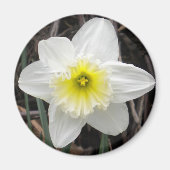 White Daffodil Magnet (Voorkant)