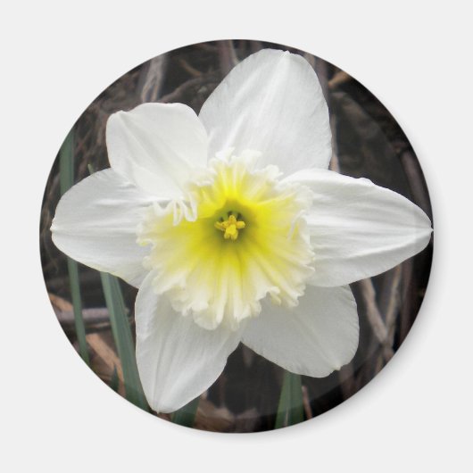 White Daffodil Magnet (Voorkant)