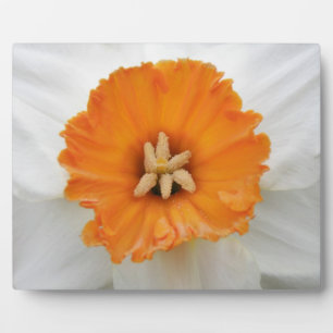 White Daffodil Plaque Fotoplaat