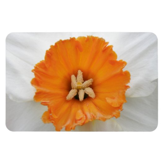 White Daffodil Premium Magnet Magneet (Horizontaal)