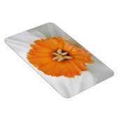 White Daffodil Premium Magnet Magneet (Rechterzijde)