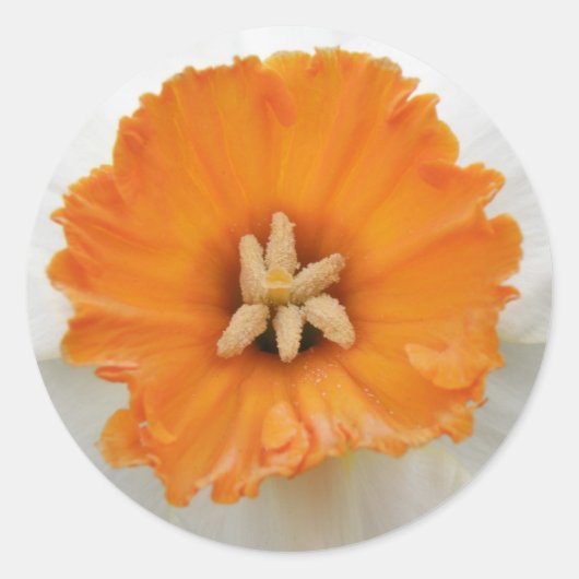 White Daffodil Sticker (Voorkant)