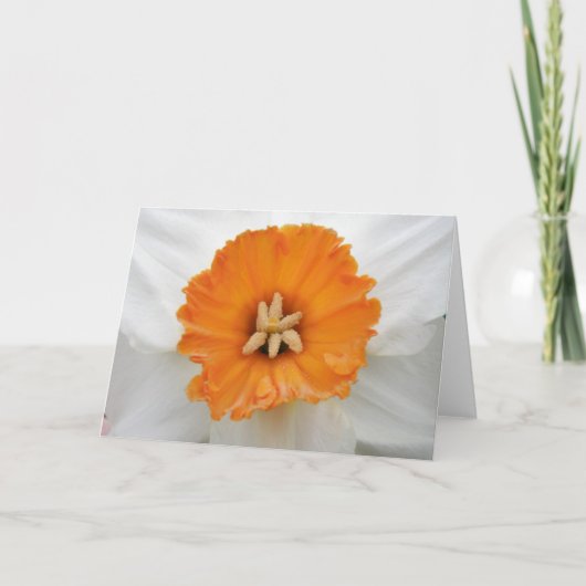 White Daffodil Wenskaart Kaart (Voorkant)