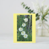 White Daffodils Arctic Bells DIY Postcard Feestdagenkaart (Staand voorkant)