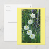 White Daffodils Arctic Bells DIY Postcard Feestdagenkaart (Voorkant / Achterkant)