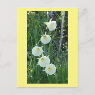 White Daffodils Arctic Bells DIY Postcard Feestdagenkaart