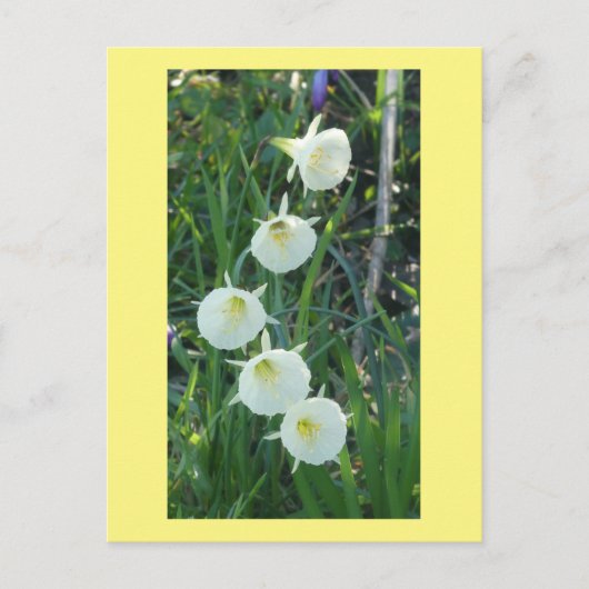White Daffodils Arctic Bells DIY Postcard Feestdagenkaart (Voorkant)